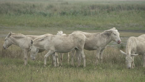 Eine-Gruppe-Weißer-Esel