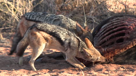 Scavenging-black-backed-jackal,-ripping-and-tearing-off-meat-from-an-antelope-carcass