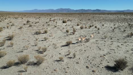 Aerial-tracking-shot-of-vicuna-family-walking-in-desert-lands-in-Argentina
