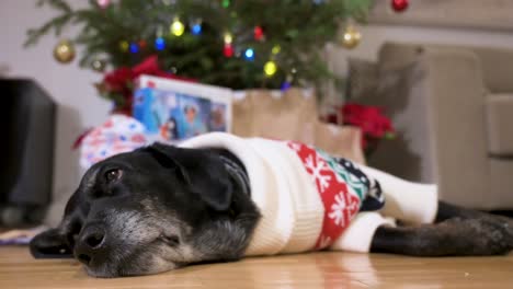 Ein-Schwarzer,-älterer-Labrador-Hund,-Der-Einen-Weihnachtlichen-Pullover-Trägt,-Liegt-Auf-Dem-Boden-Neben-Einem-Geschmückten-Weihnachtsbaum-Und-Geschenken