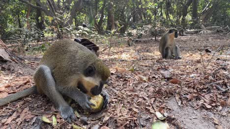 Monos-De-Terciopelo-Verde-Comiendo-Y-Jugando-En-El-Parque-Forestal-Bijilo-En-Gambia