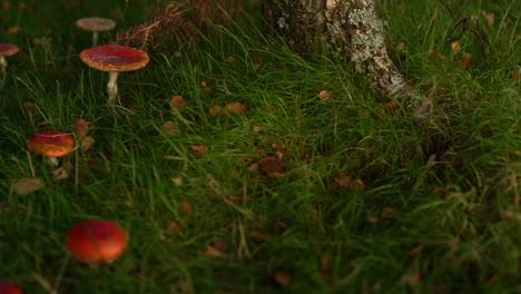 Red-toadstool-mushrooms-in-grass-in-autumn
