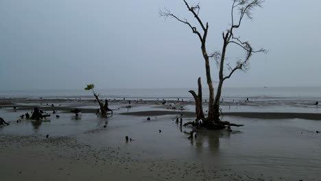Coastal-mangrove-tree-roots-at-beach-on-low-tide
