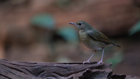 On-top-of-a-log-facing-to-the-left-as-it-looks-around,-Siberian-Blue-Robin-Larvivora-cyane-Female,-Thailand