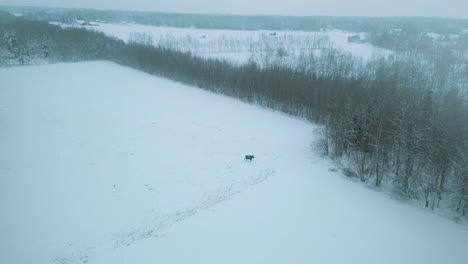 Alces-árticos-Pastando-En-La-Nieve-De-Un-Vasto-Paisaje
