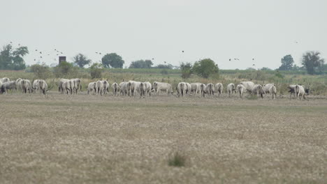 Large-of-Hungarian-grey-cattle-grazing-and-crossing-meadow