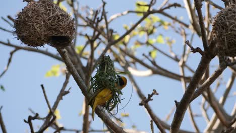 weaver-bird-starts-building-its-nest-hanging-from-a-branch-in-a-tree
