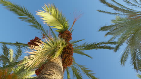 High-angle-dynamic-shot-circling-palm-tree-on-a-vibrant-summer-day-with-crystal-clear-blue-skies
