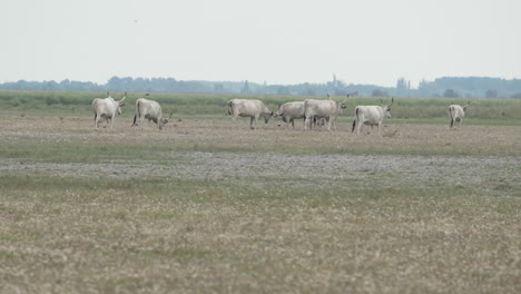 Herd-of-Hungarian-grey-cattle-on-a-meadow