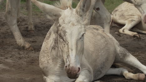 White-donkey