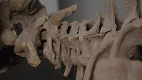 Chrysocetus-Fouadasii-skeleton---aquatic-dinosaur-fossil-close-up-spinal
