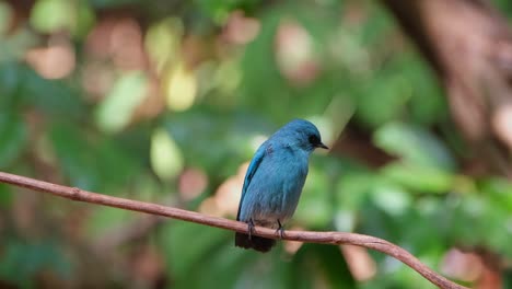 Camera-slides-to-the-right-as-it-is-also-zooming-out-this-super-lovely-blue-bird-chirping,-Verditer-Flycatcher-Eumyias-thalassinus,-Thailand