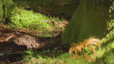 A-shallow-creek-between-moss-covered-trees-in-the-sunlit-forest