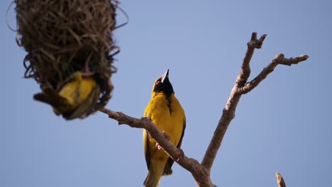 Gelber-Webervogel-Sitzt-Auf-Einem-Ast-Unter-Einem-Nest,-Schaut-Sich-Um-Und-Fliegt-Davon