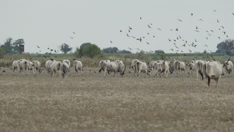 Herd-of-Hungarian-grey-cattle-grazing.