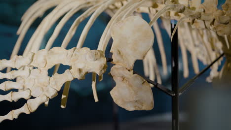 Aquatic-Dinosaur-bones-on-display-close-up-of-ribs