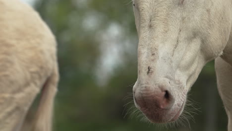 Close-up-of-the-mouth-and-nostrils-of-a-white-Donkey