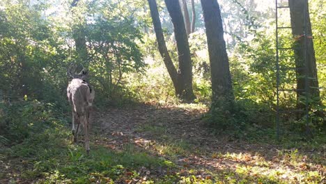 White-tail-deer---Young-buck-slowly,-cautiously-walks-along-a-trail-in-the-woods