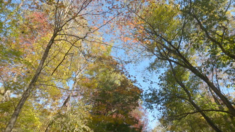 Blick-Nach-Oben-Auf-Die-Baumkronen-Der-Herbstbäume-In-Arkansas,-USA-–-Drohne-Vorwärts