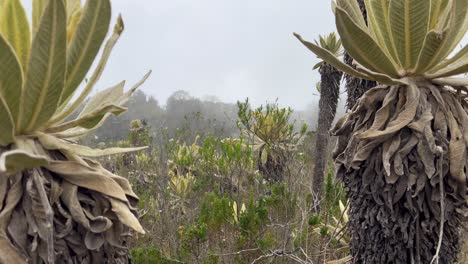 Vegetación-Típica-Con-Speletia-En-Los-Andes-Alrededor-Del-Páramo-Del-Sol-En-Colombia