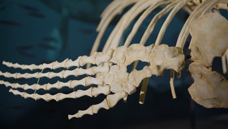 Aquatic-Dinosaur-bones-on-display-close-up-of-flipper