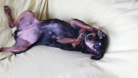 Mini-Pinscher-Cute-Dog-Lays-Down-being-Pet-at-Sofa-Tender-Small-Tiny-Slow-Motion