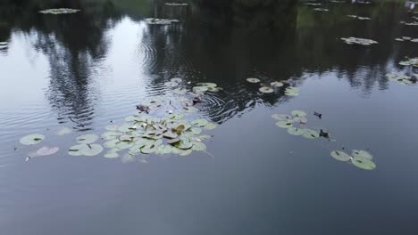 Patos-Nadando-En-El-Agua-Del-Lago,-Vista-Al-Lago-Kookal,-India