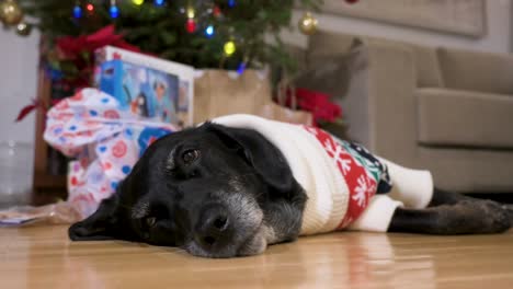 A-black-senior-labrador-dog-wearing-a-Christmas-themed-sweater-as-it-lies-on-the-ground-next-to-a-decorated-Christmas-tree-and-gifts