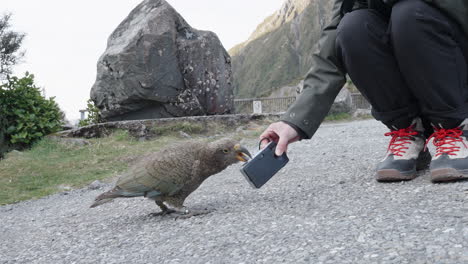 El-Pájaro-Kea-Picotea-En-La-Cámara-Sostenida-Por-El-Fotógrafo-En-Arthur&#39;s-Pass,-Canterbury,-Nueva-Zelanda