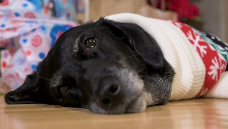 A-black-senior-labrador-dog-looks-at-the-camera-while-wearing-a-Christmas-theme-sweater-as-it-lies-on-the-ground