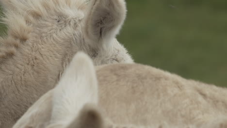 Close-up-of-the-ears-of-a-white-Donkey---Slow-Motion-in-4K