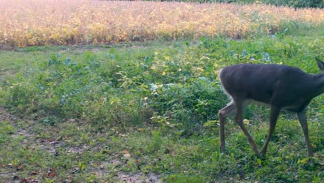 White-tail-deer---young-doe-in-a-deer-food-plot-near-a-soybean-field-in-the-upper-Midwest