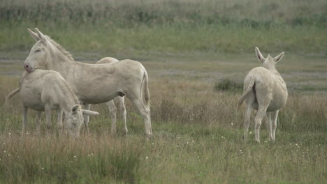 A-group-of-white-Donkeys