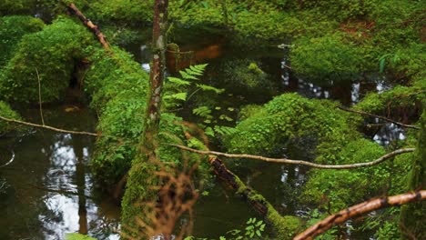 A-tangle-of-moss-covered-roots-and-branches-above-the-shallow-creek-in-the-forest-on-a-rainy-day