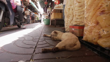 Stray-Cat-Sleeping-in-Food-Market-in-Chinatown,-Bangkok,-Thailand