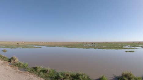 Manada-De-Cebras-Pastando-En-Pantanos,-Vida-Silvestre-En-El-Parque-Nacional-De-Amboseli,-Kenia,-África
