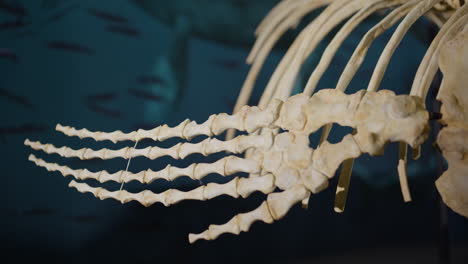 Aquatic-Dinosaur-bones-on-display-rack-focus-to-flipper