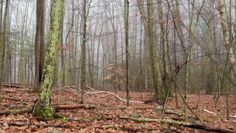 Mysterious,-foggy,-magical-moss-covered-woodland-on-a-beautiful,-atmospheric-rainy-day