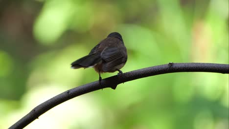Seen-from-its-back-as-the-camera-slides-to-the-left-as-it-is-zooming-out-while-this-bird-is-looking-down-frantically,-Malaysian-Pied-Fantail-Rhipidura-javanica,-Thailand