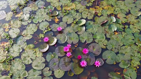 Group-of-Water-lily-blooming,-River-side-,mangrove-forest-inland-water-body,-Beautiful-aerial-shot,-group,-Blossom-,-field,-Top,-Water-lily-Grows-with-mosses-and-grasses