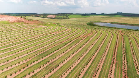 Rows-of-crops-at-large-coffee-plantation-in-Brazil,-wide-rising-aerial