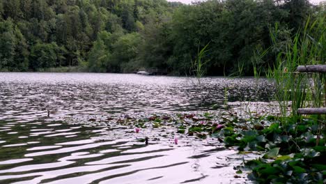 Duck-swimming-on-a-lake,-Lake-Montiggl---Monticolo,-Eppan---Appiano,-South-Tyrol,-Italy,-water-lilies,-reeds