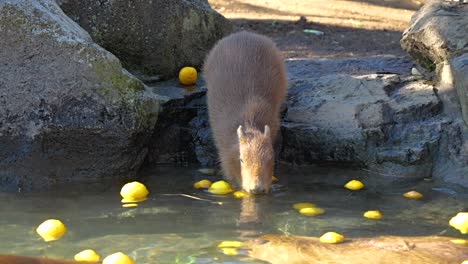 Famous-Capybara-of-Izu-Peninsula-taking-a-Yuzu-Hot-Spring-Bath-in-Winter