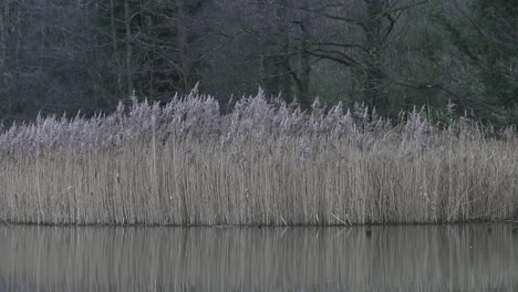 Reeds-growing-around-the-edge-of-a-small-lake