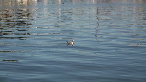 Seagull-calmly-swimming-in-water-with-small-ripples-on-sunny-day