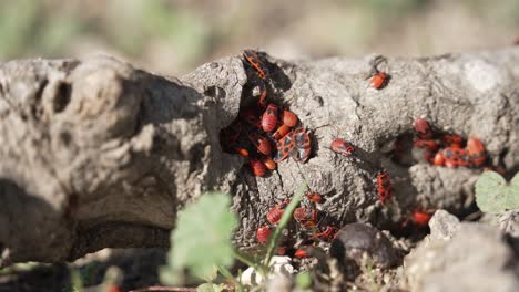 Deraeocoris-plant-bugs-crawling-on-a-fallen-piece-of-wood-under-the-bright-summer-sun