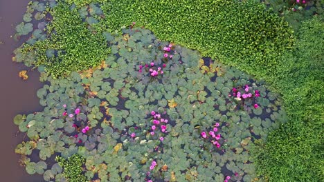 River-side-Water-lily-in-the-stream-,mangrove-forest-inland-water-body,-Water-lily-Grows-with-mosses-and-grasses,-Water-lily-blooming,-Beautiful-aerial-shot,-group,-Blossom-,-field,-Top