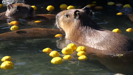 Close-up-of-Stoic-capybara-taking-a-bath-in-Yuzu-hot-springs-in-Japan