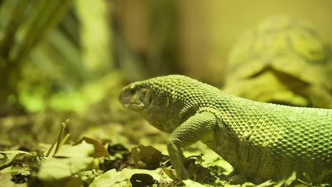 Varanus-gouldii-lizard-walking-around-reptile-habitat-while-sticking-tongue-out