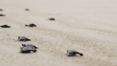Eine-Gruppe-Von-Meeresschildkröten-überquert-Den-Strand-Und-Erreicht-Das-Meerwasser